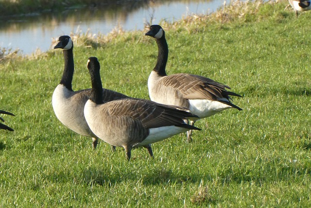 mortgage-investment-corporation