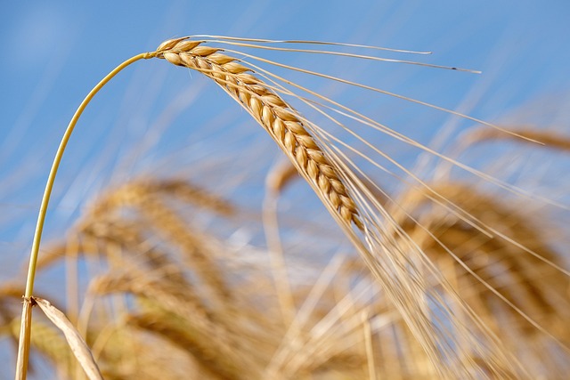 mortgage-investment-corporation